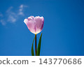 A single pink tulip stands tall against a vibrant blue sky, showcasing its delicate petals and green leaves during a sunny spring day 143770686