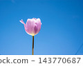 A single pink tulip stands tall against a vibrant blue sky, showcasing its delicate petals on a sunny spring day 143770687