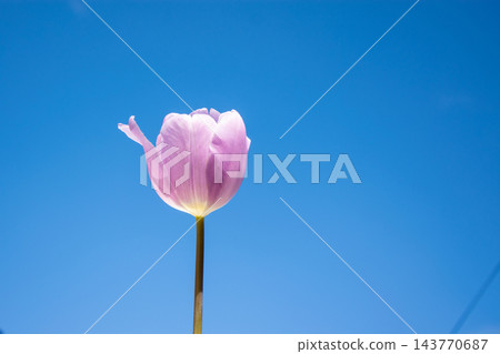 A single pink tulip stands tall against a vibrant blue sky, showcasing its delicate petals on a sunny spring day A single pink tulip stands tall against a vibrant blue sky, showcasing its delicate petals on a sunny spring day 143770687
