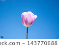 A delicate pink tulip stands tall against a vivid blue sky, capturing the essence of spring with its fresh bloom and vibrant colors 143770688