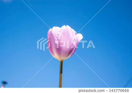 A delicate pink tulip stands tall against a vivid blue sky, capturing the essence of spring with its fresh bloom and vibrant colors A delicate pink tulip stands tall against a vivid blue sky, capturing the essence of spring with its fresh bloom and vibrant colors 143770688