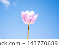 A delicate pink tulip stands tall, reaching for the bright blue sky, signifying the arrival of spring and renewal 143770689