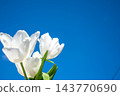 Delicate white tulips rise against a vibrant blue sky, symbolizing the arrival of spring and the beauty of nature's colors 143770690