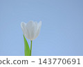 A delicate white tulip stands tall against a bright blue sky, showcasing its petals and vibrant green leaves during springtime 143770691
