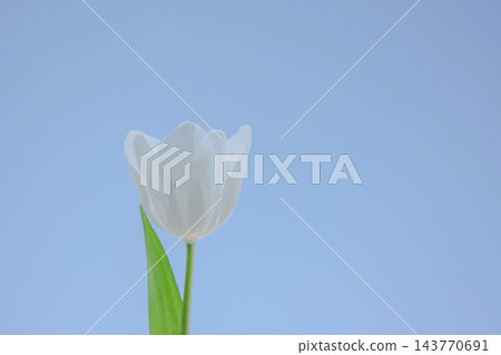 A delicate white tulip stands tall against a bright blue sky, showcasing its petals and vibrant green leaves during springtime 143770691