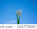 A single white tulip stands tall with green leaves, set against a vibrant blue sky on a sunny spring day 143770692