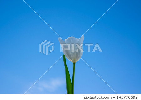A single white tulip stands tall with green leaves, set against a vibrant blue sky on a sunny spring day A single white tulip stands tall with green leaves, set against a vibrant blue sky on a sunny spring day 143770692