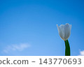 A single white tulip rises against a bright blue sky, symbolizing renewal and beauty in early spring 143770693