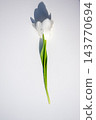 A solitary white tulip stands gracefully on a plain background, highlighting its delicate petals and vibrant green stem 143770694