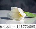 A white tulip rests gracefully on a surface, highlighting its elegant petals and vibrant yellow stamens under natural light 143770695