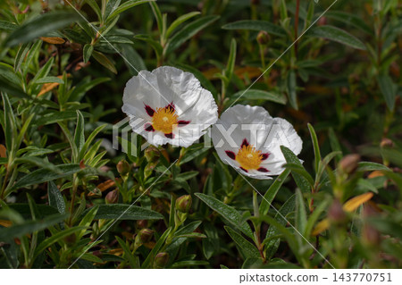 Cistus ladanifer flowers in sunset light with delicate spotted petals 143770751