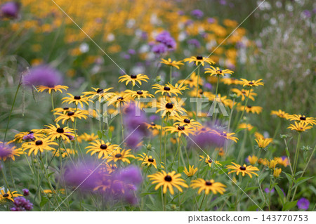 Yellow Rudbeckia in colorful perennial garden with blurred Verbena bonariensis foreground Yellow Rudbeckia in colorful perennial garden with blurred Verbena bonariensis foreground 143770753