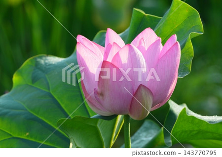 蓮花(埼玉縣美里町) 蓮花(埼玉縣美里町) 143770795