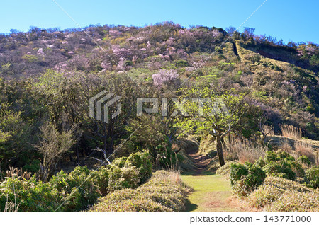 伊豆半島的伊豆山脊步道：小達摩山上開滿了春天盛開的花朵。 143771000