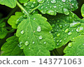 Water drops on green leaves macro 143771063