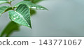 Green leaf with water drops close up 143771067