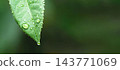Green leaf with water drops close up 143771069