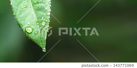 Green leaf with water drops close up Green leaf with water drops close up 143771069