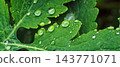 Water drops on green leaves macro 143771071