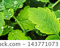 Water drops on green leaves macro 143771073