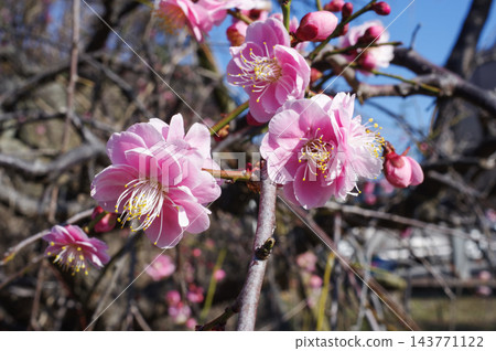 粉紅色的梅花 粉紅色的梅花 143771122