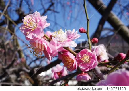 粉紅色的梅花 143771123