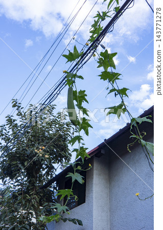 掛在電線上的絲瓜絡 掛在電線上的絲瓜絡 143771278