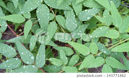 雨水打濕了綠葉。 雨水打濕了綠葉。 143771862