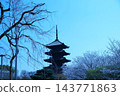 東寺五重塔與盛開的櫻花（京都，春季） 143771863
