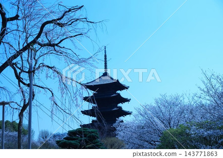 東寺五重塔與盛開的櫻花(京都,春季) 東寺五重塔與盛開的櫻花(京都,春季) 143771863