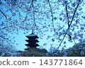 東寺五重塔與盛開的櫻花（京都，春季） 143771864