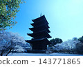 東寺五重塔與盛開的櫻花（京都，春季） 143771865