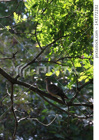 一隻斑鳩棲息在樹枝上,沐浴在斑駁的陽光中。 一隻斑鳩棲息在樹枝上,沐浴在斑駁的陽光中。 143772282