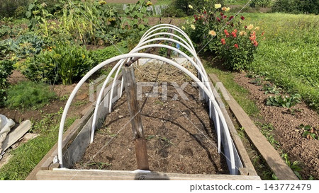 Garden bed with greenhouse frame in a summer vegetable garden 143772479