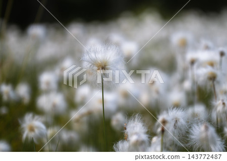 White cottongrass flowers blooming in Nordic wetland with soft natural background White cottongrass flowers blooming in Nordic wetland with soft natural background 143772487