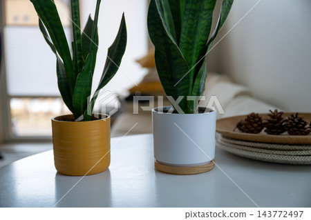 Snake plants in colorful pots decorating modern cozy home interior Snake plants in colorful pots decorating modern cozy home interior 143772497
