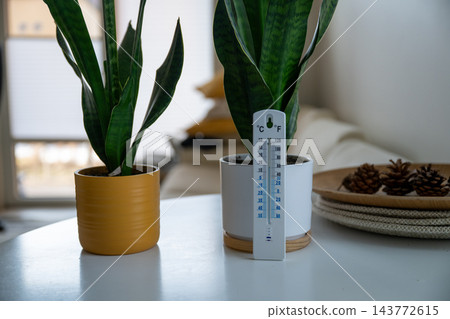 Indoor thermometer with snake plants monitoring comfortable home temperature and climate 143772615