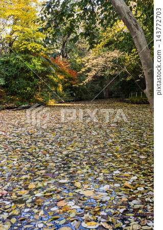 池塘上覆蓋著落葉。 池塘上覆蓋著落葉。 143772703