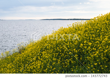 Coastal hillside covered with blooming yellow wildflowers overlooking calm sea in Finland Coastal hillside covered with blooming yellow wildflowers overlooking calm sea in Finland 143772743