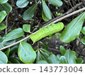 A green caterpillar perched on a branch 143773004