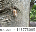A praying mantis egg case attached to a tree trunk 143773005
