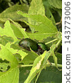 Japanese beetles mating on a leaf. 143773006