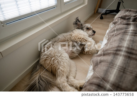 Fluffy dog sleeping on wooden floor near window in cozy home interior 143773658