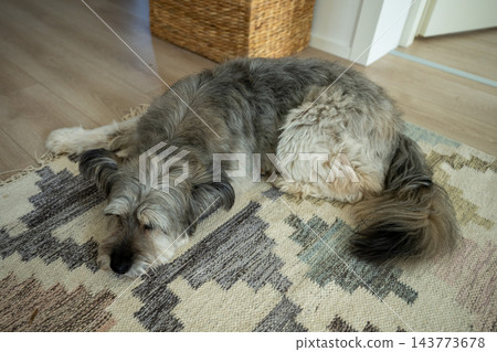 Cute dog sleeping on cozy home rug, domestic pet resting in warm comfortable interior Cute dog sleeping on cozy home rug, domestic pet resting in warm comfortable interior 143773678