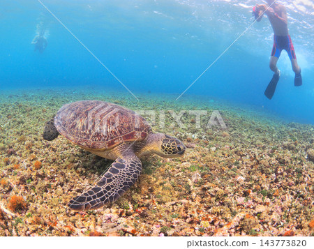在熱帶海域浮潛並與海龜邂逅-西表島 在熱帶海域浮潛並與海龜邂逅-西表島 143773820