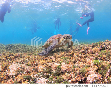 在西表島熱帶海域與海龜一起浮潛 在西表島熱帶海域與海龜一起浮潛 143773822