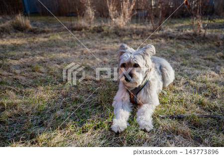 Cute dog lying on grass in backyard, domestic pet relaxing outdoors in natural environment Cute dog lying on grass in backyard, domestic pet relaxing outdoors in natural environment 143773896