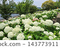 【東京都江東區】Symbol Promenade Park的繡球花景 143773911