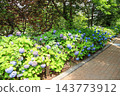【東京都江東區】Symbol Promenade Park的繡球花景 143773912
