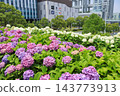 【東京都江東區】Symbol Promenade Park的繡球花景 143773913